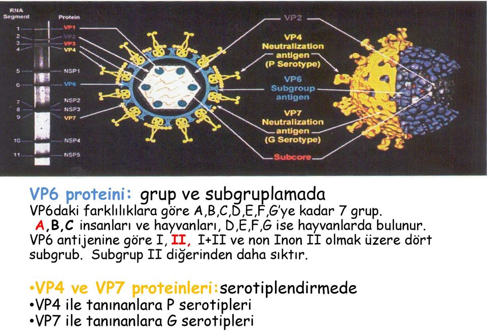 VP6 antijenine göre I, II, I+II ve non Inon II olmak üzere dört subgrub.