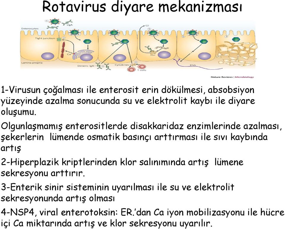 Olgunlaşmamış enterositlerde disakkaridaz enzimlerinde azalması, şekerlerin lümende osmatik basınçı arttırması ile sıvı kaybında artış