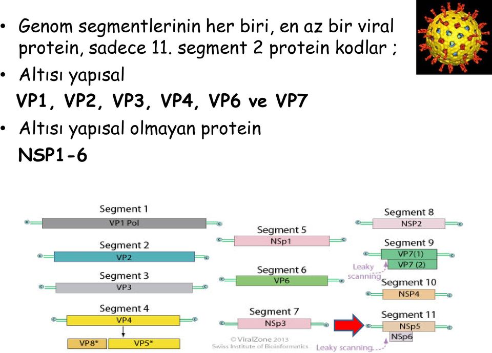 segment 2 protein kodlar ; Altısı yapısal