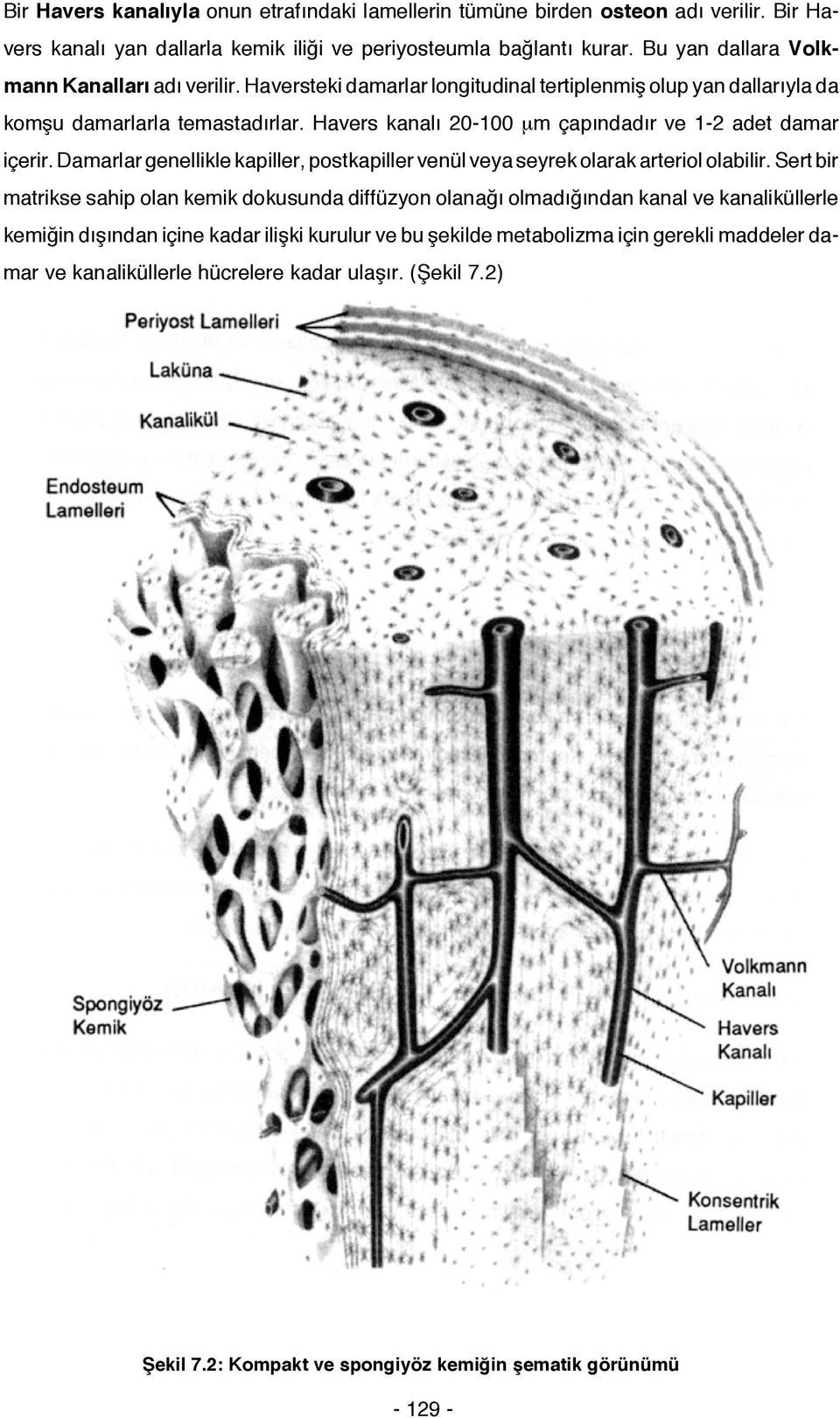 Havers kanalı 20-100 µm çapındadır ve 1-2 adet damar içerir. Damarlar genellikle kapiller, postkapiller venül veya seyrek olarak arteriol olabilir.