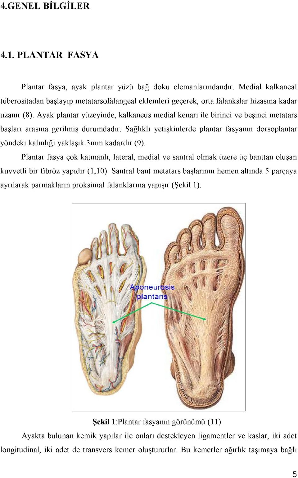Ayak plantar yüzeyinde, kalkaneus medial kenarı ile birinci ve beşinci metatars başları arasına gerilmiş durumdadır.