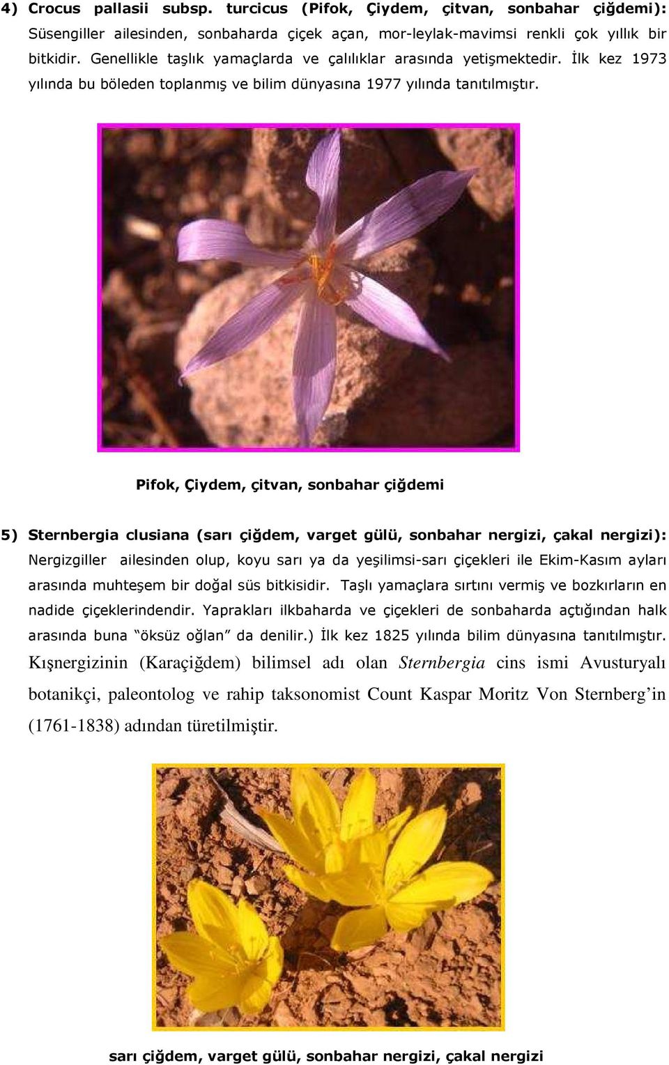 Pifok, Çiydem, çitvan, sonbahar çiğdemi 5) Sternbergia clusiana (sarı çiğdem, varget gülü, sonbahar nergizi, çakal nergizi): Nergizgiller ailesinden olup, koyu sarı ya da yeşilimsi-sarı çiçekleri ile