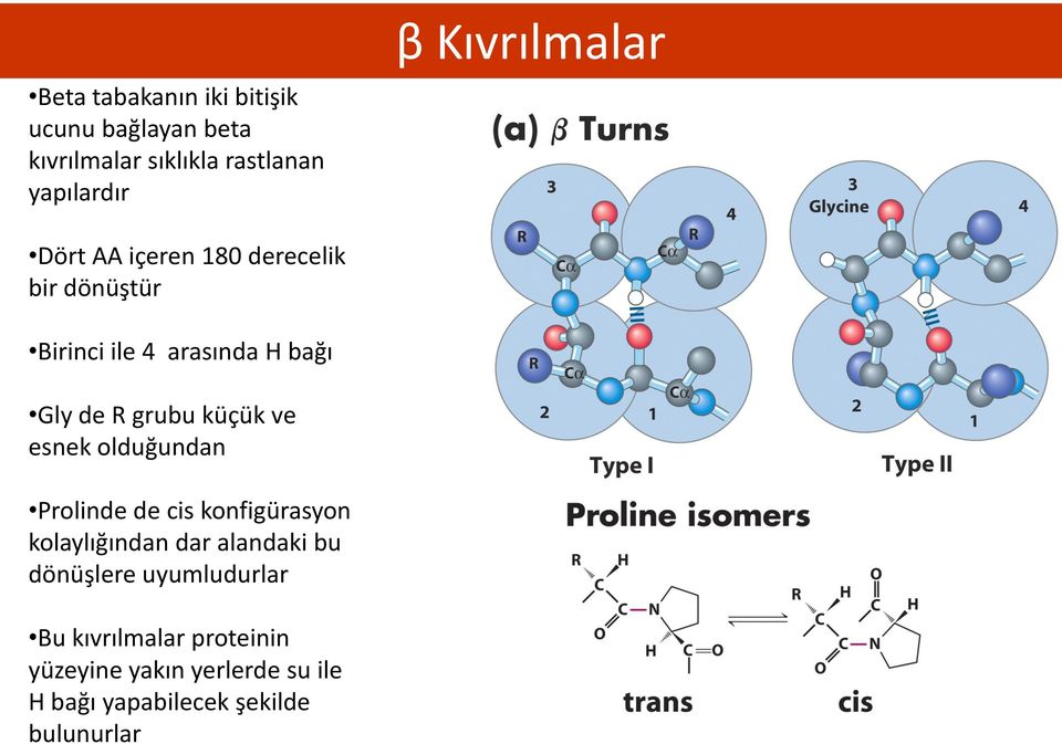 Kıvrılmalar Dört AA içeren 180 derecelik bir dönüştür Birinci ile 4 arasında H bağı Gly de R