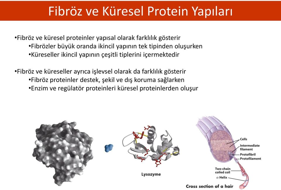 tiplerini içermektedir Fibröz ve küreseller ayrıca işlevsel olarak da farklılık gösterir Fibröz