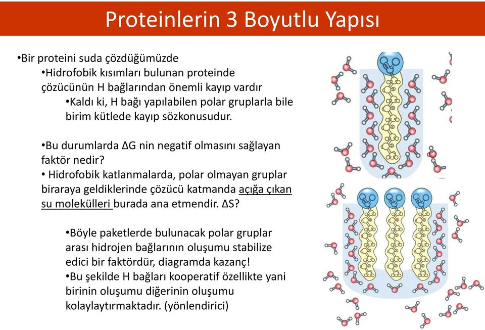 Hidrofobik katlanmalarda, polar olmayan gruplar biraraya geldiklerinde çözücü katmanda açığa çıkan su molekülleri burada ana etmendir. S?