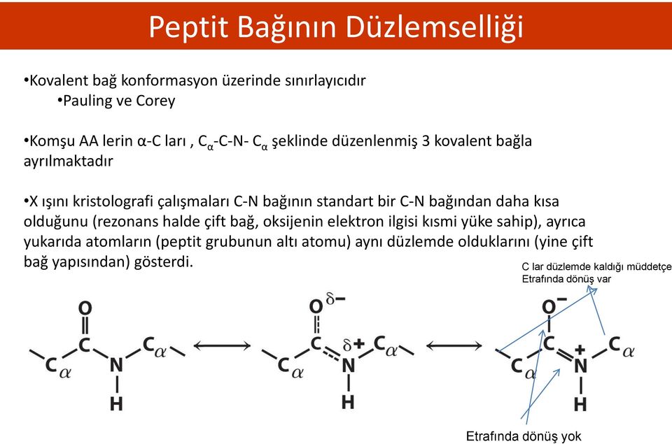 olduğunu (rezonans halde çift bağ, oksijenin elektron ilgisi kısmi yüke sahip), ayrıca yukarıda atomların (peptit grubunun altı atomu)