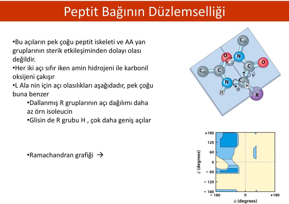 Her iki açı sıfır iken amin hidrojeni ile karbonil oksijeni çakışır L Ala nin için açı