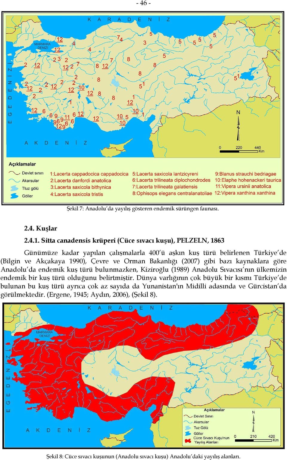 Bakanlığı (2007) gibi bazı kaynaklara göre Anadolu da endemik kuş türü bulunmazken, Kiziroğlu (1989) Anadolu Sıvacısı nın ülkemizin endemik bir kuş türü olduğunu belirtmiştir.