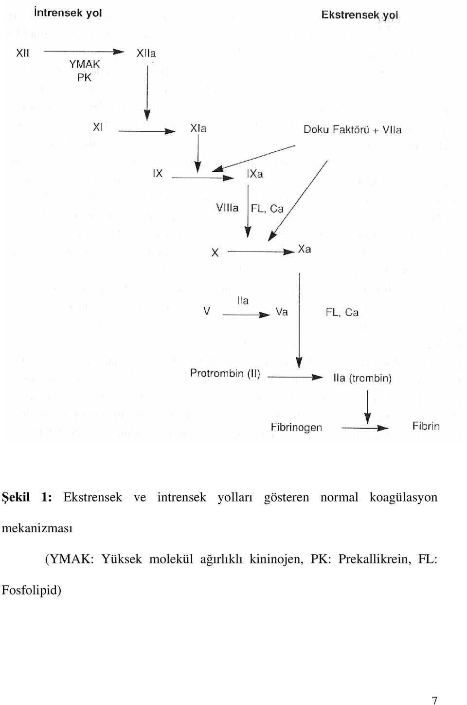 mekanizması (YMK: Yüksek molekül