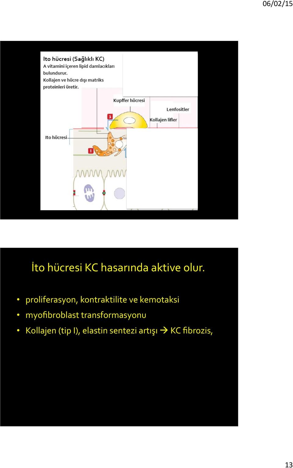 myofibroblast transformasyonu Kollajen