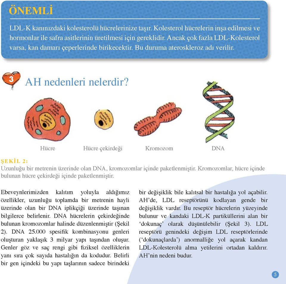 Hücre Hücre çekirdeği Kromozom DNA ŞEKİL 2: Uzunluğu bir metrenin üzerinde olan DNA, kromozomlar içinde paketlenmiştir. Kromozomlar, hücre içinde bulunan hücre çekirdeği içinde paketlenmiştir.