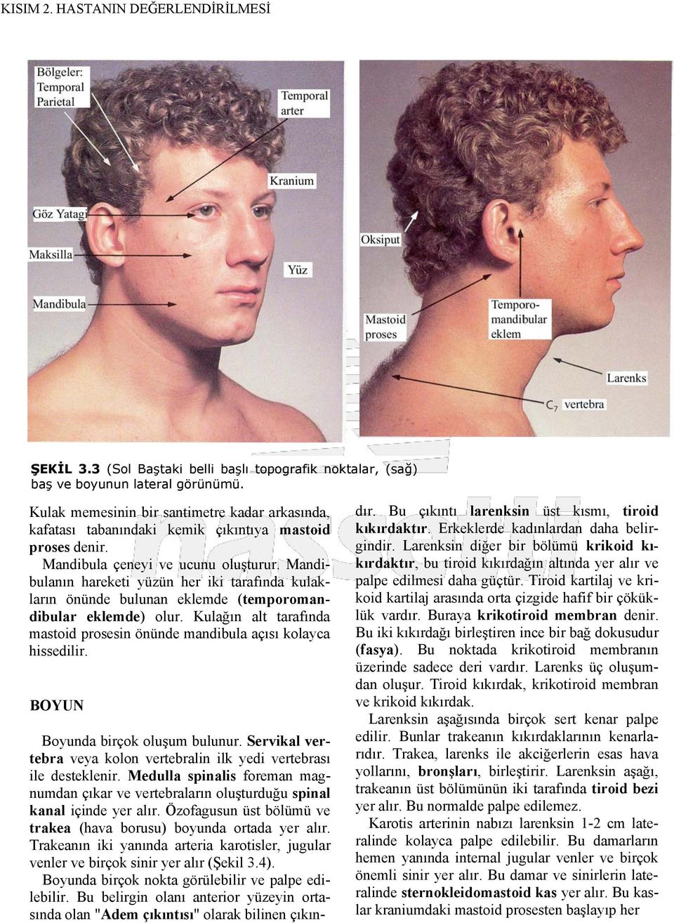 Mandibulanın hareketi yüzün her iki tarafında kulakların önünde bulunan eklemde (temporomandibular eklemde) olur. Kulağın alt tarafında mastoid prosesin önünde mandibula açısı kolayca hissedilir.