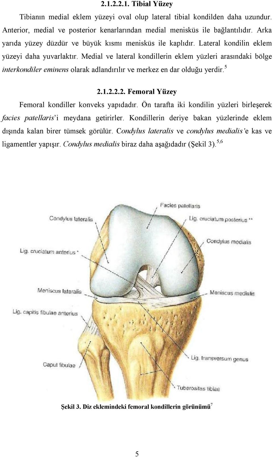 Medial ve lateral kondillerin eklem yüzleri arasındaki bölge interkondiler eminens olarak adlandırılır ve merkez en dar olduğu yerdir. 5 2.1.2.2.2. Femoral Yüzey Femoral kondiller konveks yapıdadır.