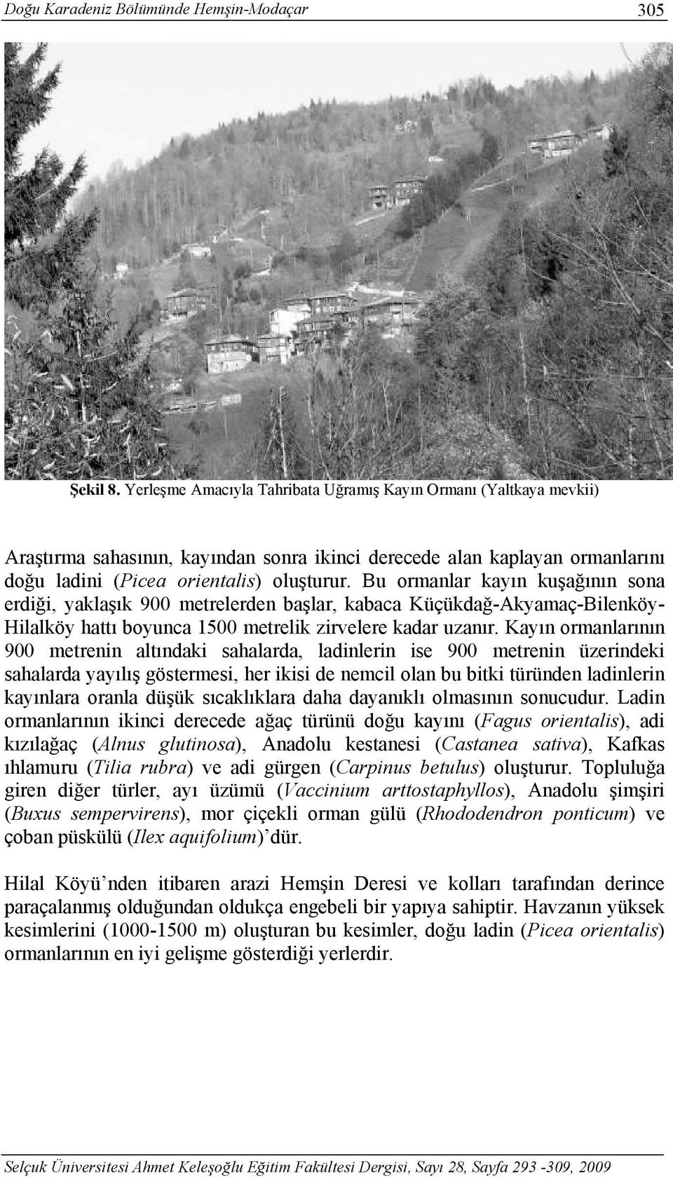 Bu ormanlar kayın kuşağının sona erdiği, yaklaşık 900 metrelerden başlar, kabaca Küçükdağ-Akyamaç-Bilenköy- Hilalköy hattı boyunca 1500 metrelik zirvelere kadar uzanır.