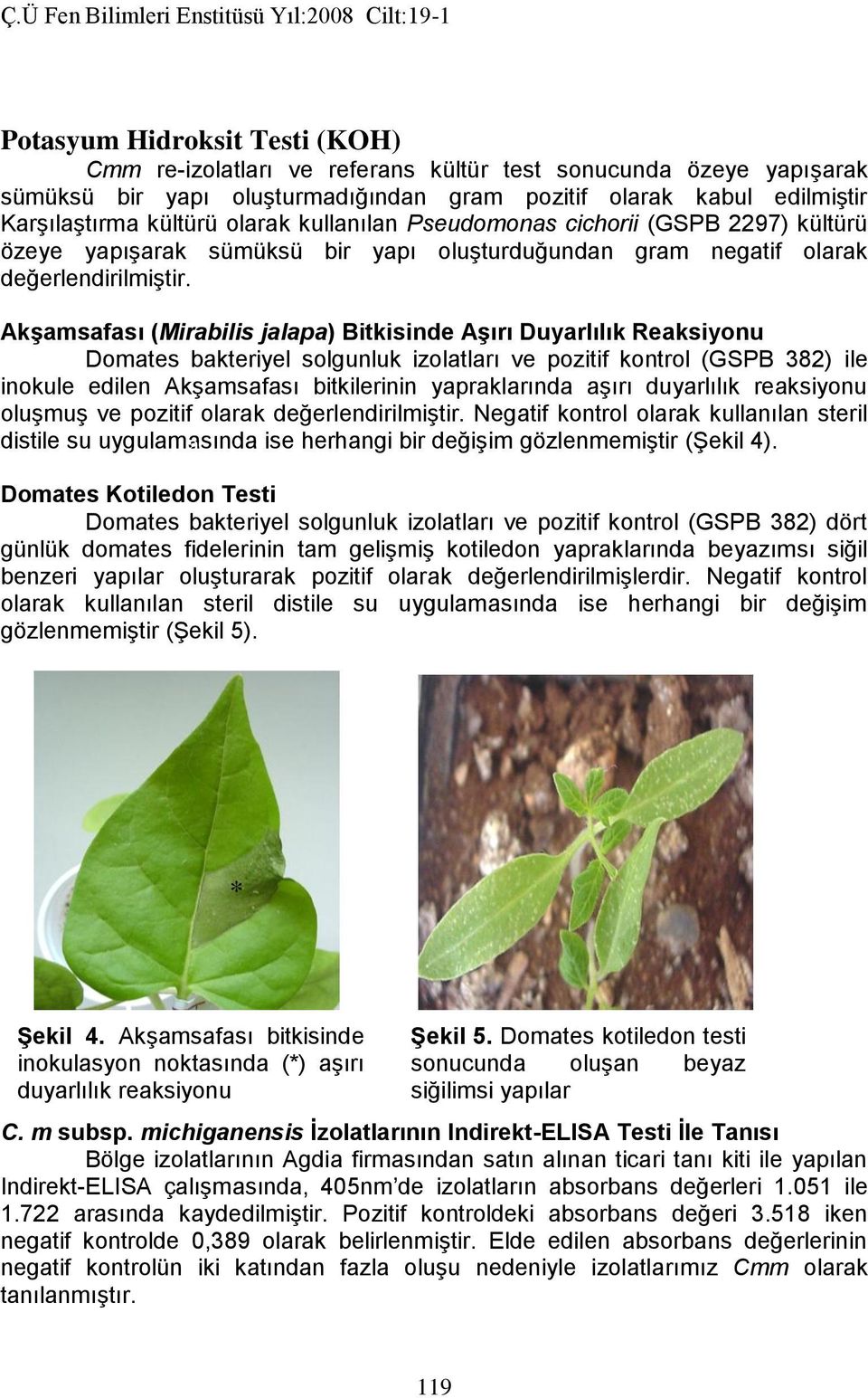 Akşamsafası (Mirabilis jalapa) Bitkisinde Aşırı Duyarlılık Reaksiyonu Domates bakteriyel solgunluk izolatları ve pozitif kontrol (GSPB 382) ile inokule edilen Akşamsafası bitkilerinin yapraklarında