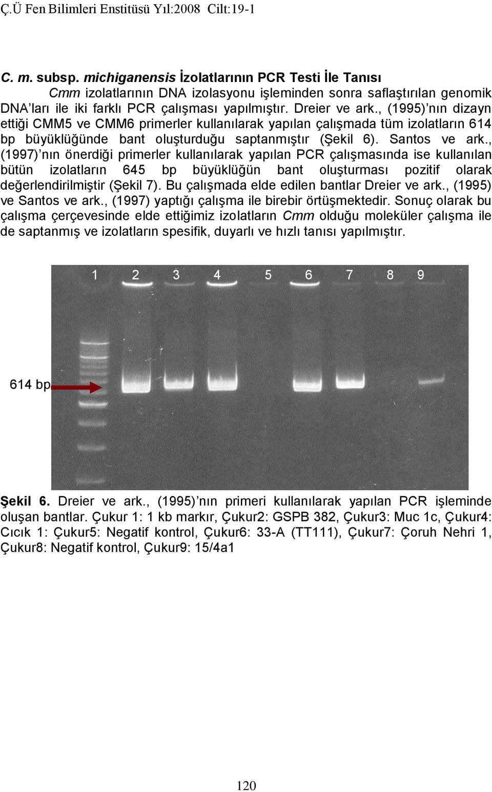 , (1997) nın önerdiği primerler kullanılarak yapılan PCR çalışmasında ise kullanılan bütün izolatların 645 bp büyüklüğün bant oluşturması pozitif olarak değerlendirilmiştir (Şekil 7).