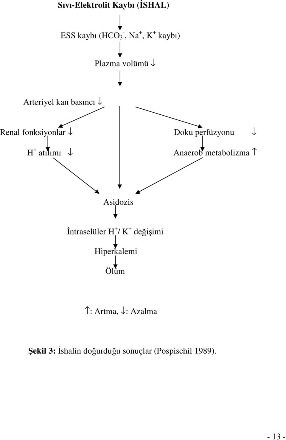 atılımı Anaerob metabolizma Asidozis İntraselüler H + / K + değişimi