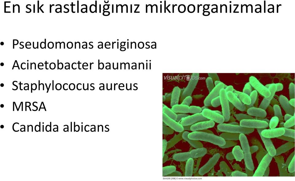 aeriginosa Acinetobacter