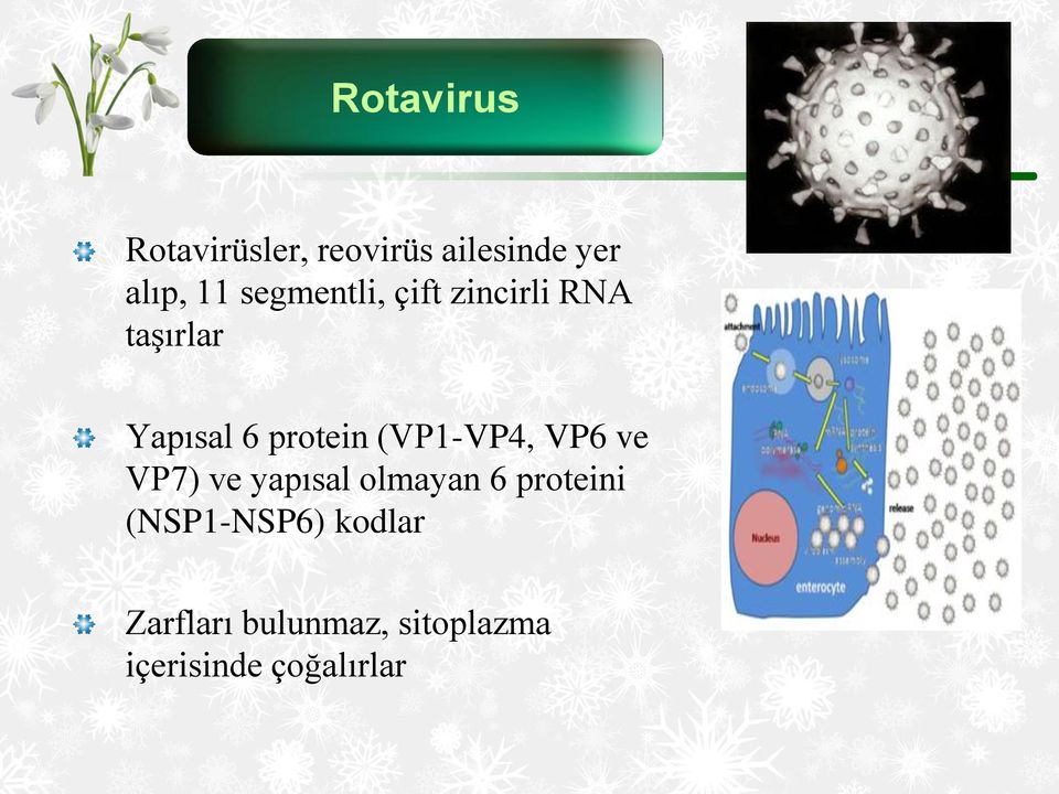 (VP1-VP4, VP6 ve VP7) ve yapısal olmayan 6 proteini