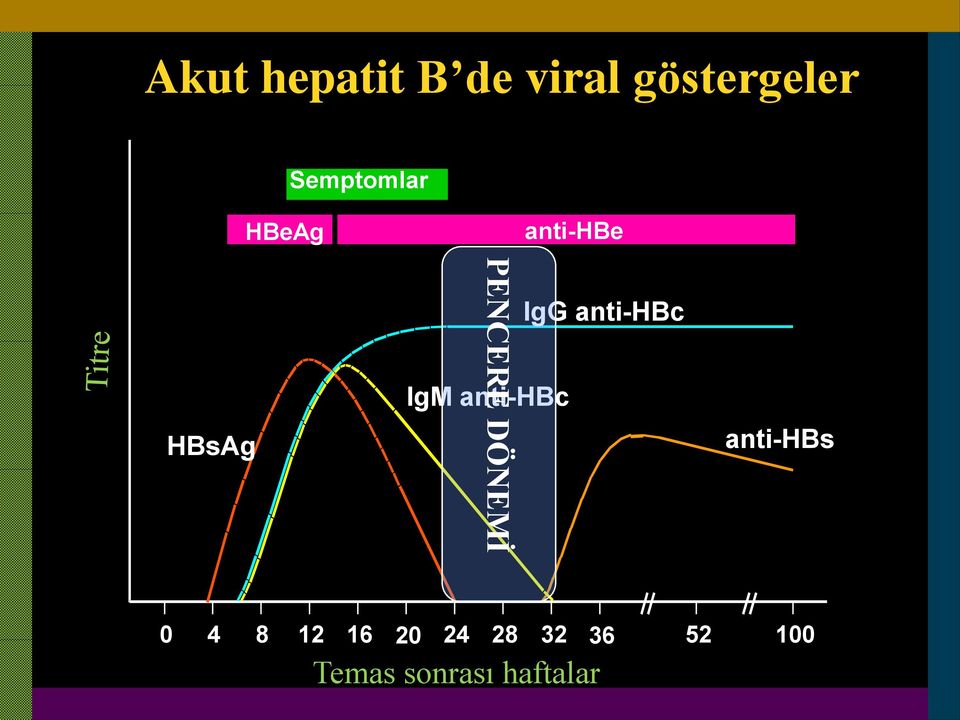 anti-hbc anti-hbe IgG anti-hbc anti-hbs 0 4