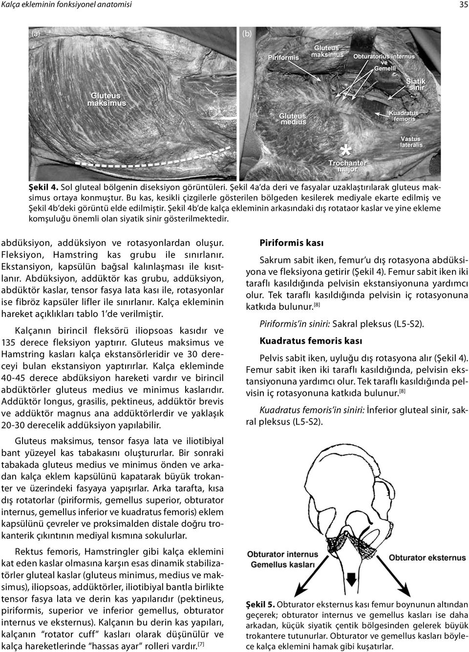 Şekil 4b de kalça ekleminin arkasındaki dış rotataor kaslar ve yine ekleme komşuluğu önemli olan siyatik sinir gösterilmektedir. abdüksiyon, addüksiyon ve rotasyonlardan oluşur.