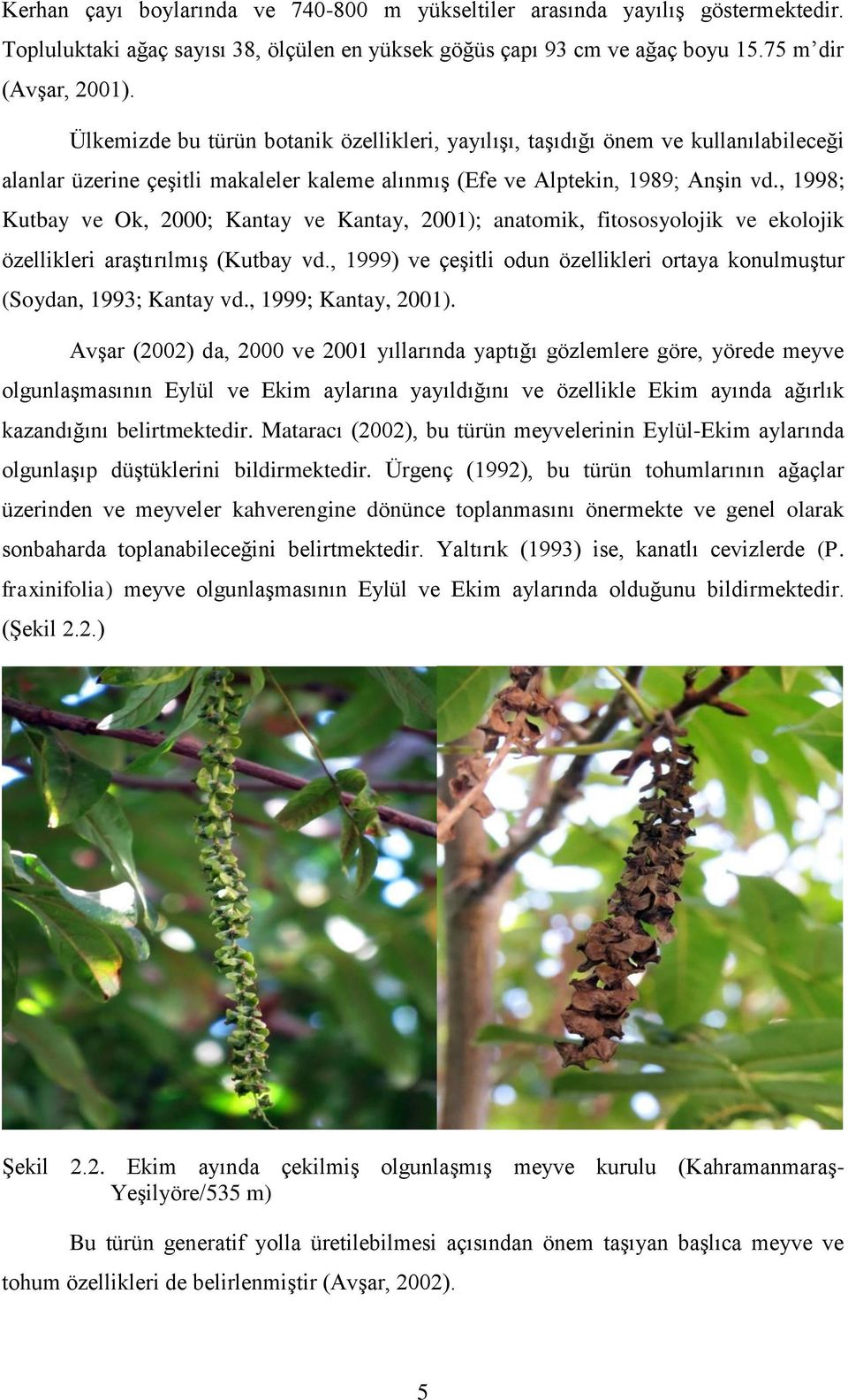 , 1998; Kutbay ve Ok, 2000; Kantay ve Kantay, 2001); anatomik, fitososyolojik ve ekolojik özellikleri araştırılmış (Kutbay vd.
