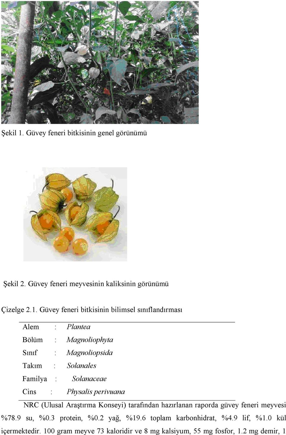 Güvey feneri bitkisinin bilimsel sınıflandırması Alem : Plantea Bölüm : Magnoliophyta Sınıf : Magnoliopsida Takım : Solanales Familya