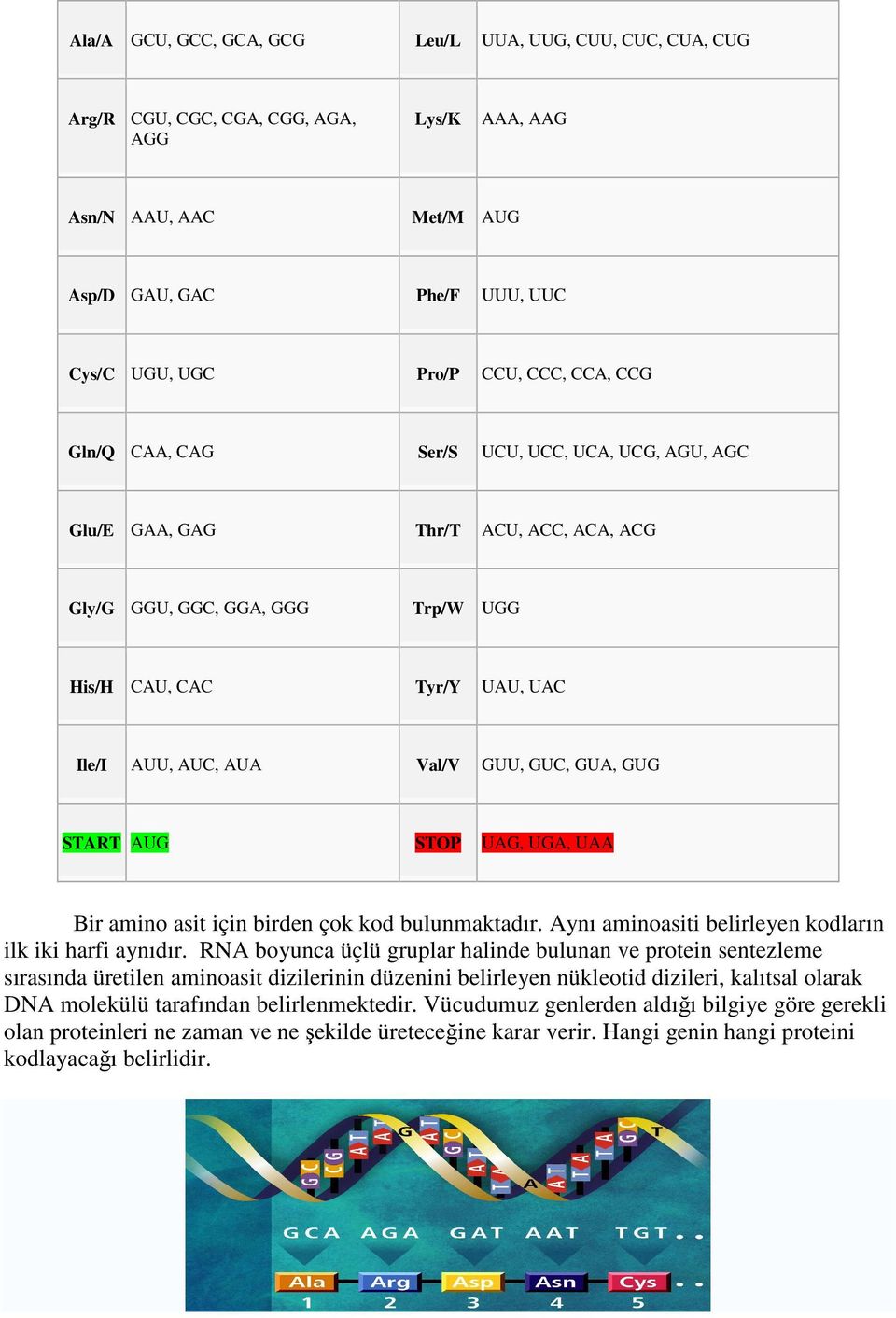 için birden çok kod bulunmaktadır. Aynı aminoasiti belirleyen kodların ilk iki harfi aynıdır.