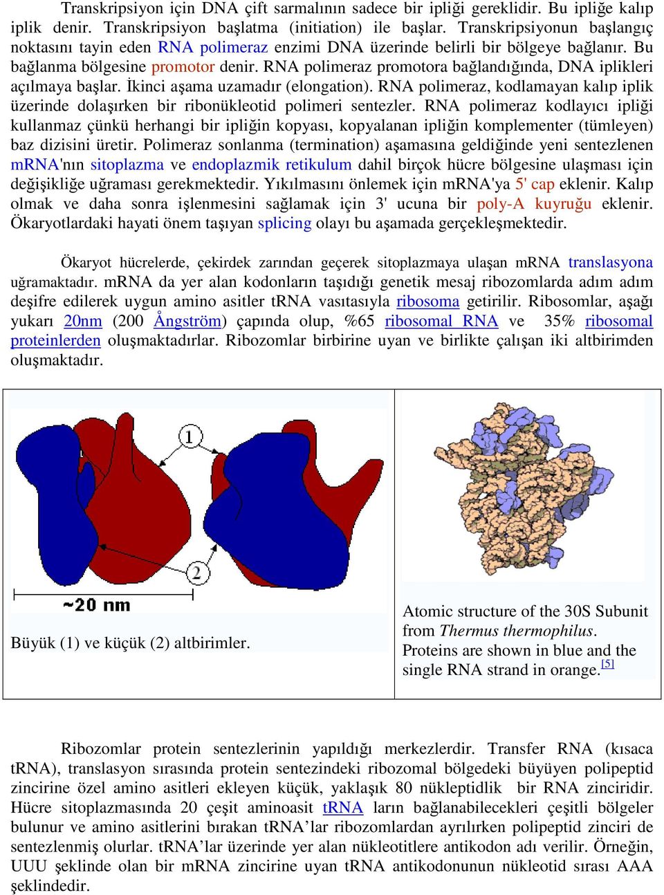 RNA polimeraz promotora bağlandığında, DNA iplikleri açılmaya başlar. Đkinci aşama uzamadır (elongation).