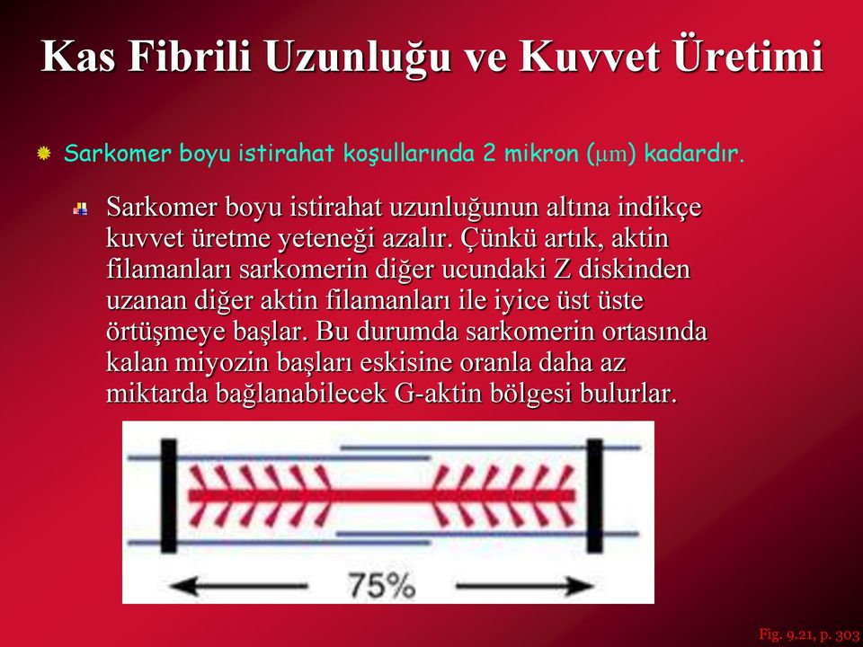 Çünkü artık, aktin filamanları sarkomerin diğer ucundaki Z diskinden uzanan diğer aktin filamanları ile iyice üst