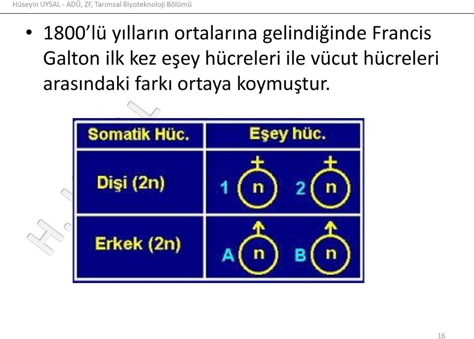 kez eşey hücreleri ile vücut