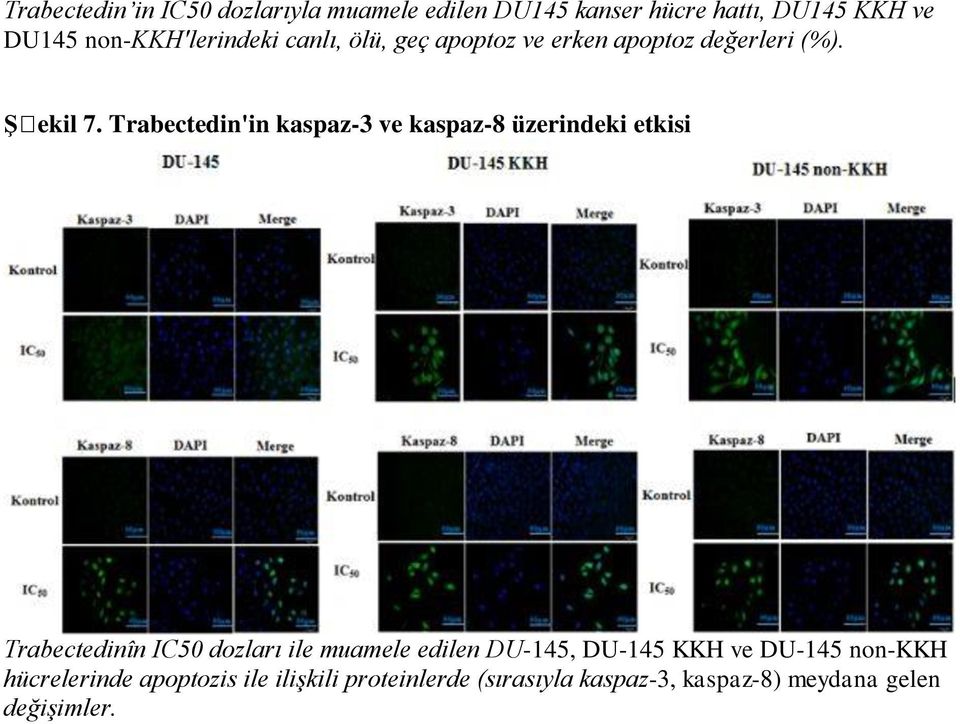 Trabectedin'in kaspaz-3 ve kaspaz-8 üzerindeki etkisi Trabectedinîn IC50 dozları ile muamele edilen