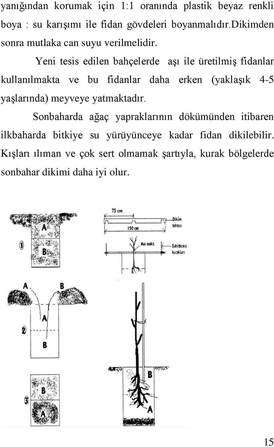 Yeni tesis edilen bahçelerde aşı ile üretilmiş fidanlar kullanılmakta ve bu fidanlar daha erken (yaklaşık 4-5 yaşlarında)