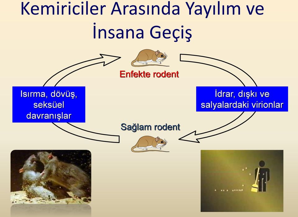 dövüş, seksüel davranışlar Sağlam