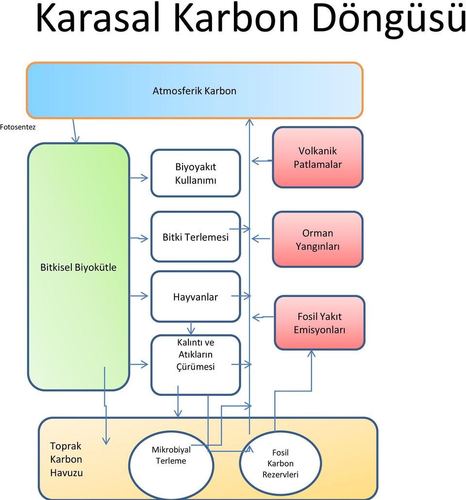 Orman Yangınları Hayvanlar Kalıntı ve Atıkların Çürümesi Fosil