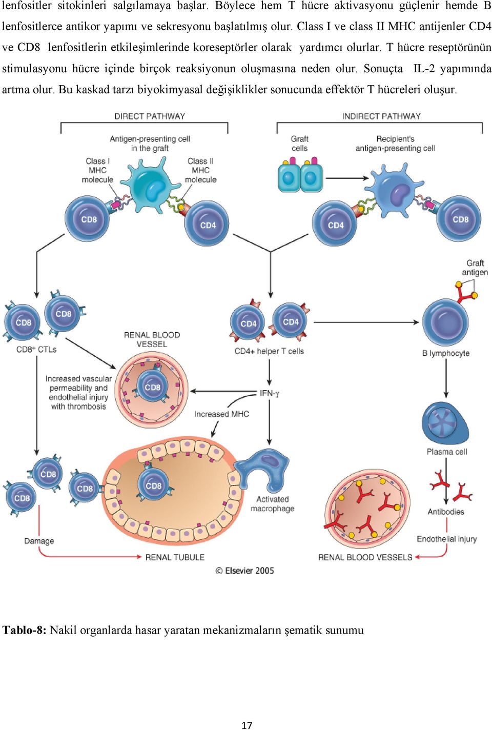 Class I ve class II MHC antijenler CD4 ve CD8 lenfositlerin etkileşimlerinde koreseptörler olarak yardımcı olurlar.