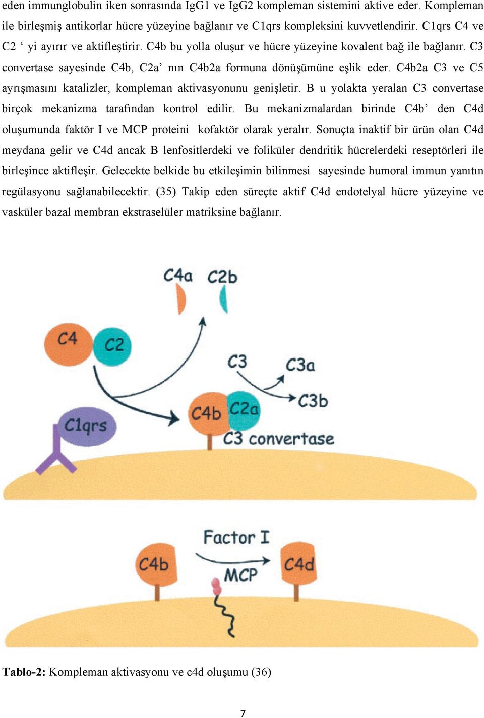 C4b2a C3 ve C5 ayrışmasını katalizler, kompleman aktivasyonunu genişletir. B u yolakta yeralan C3 convertase birçok mekanizma tarafından kontrol edilir.