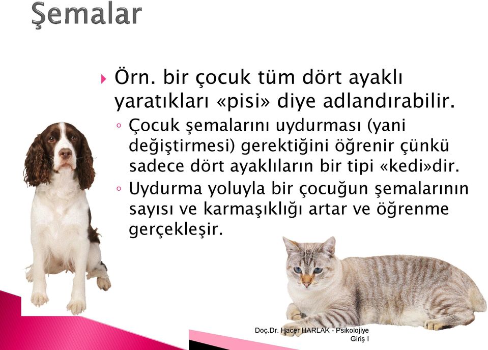 çünkü sadece dört ayaklıların bir tipi «kedi»dir.