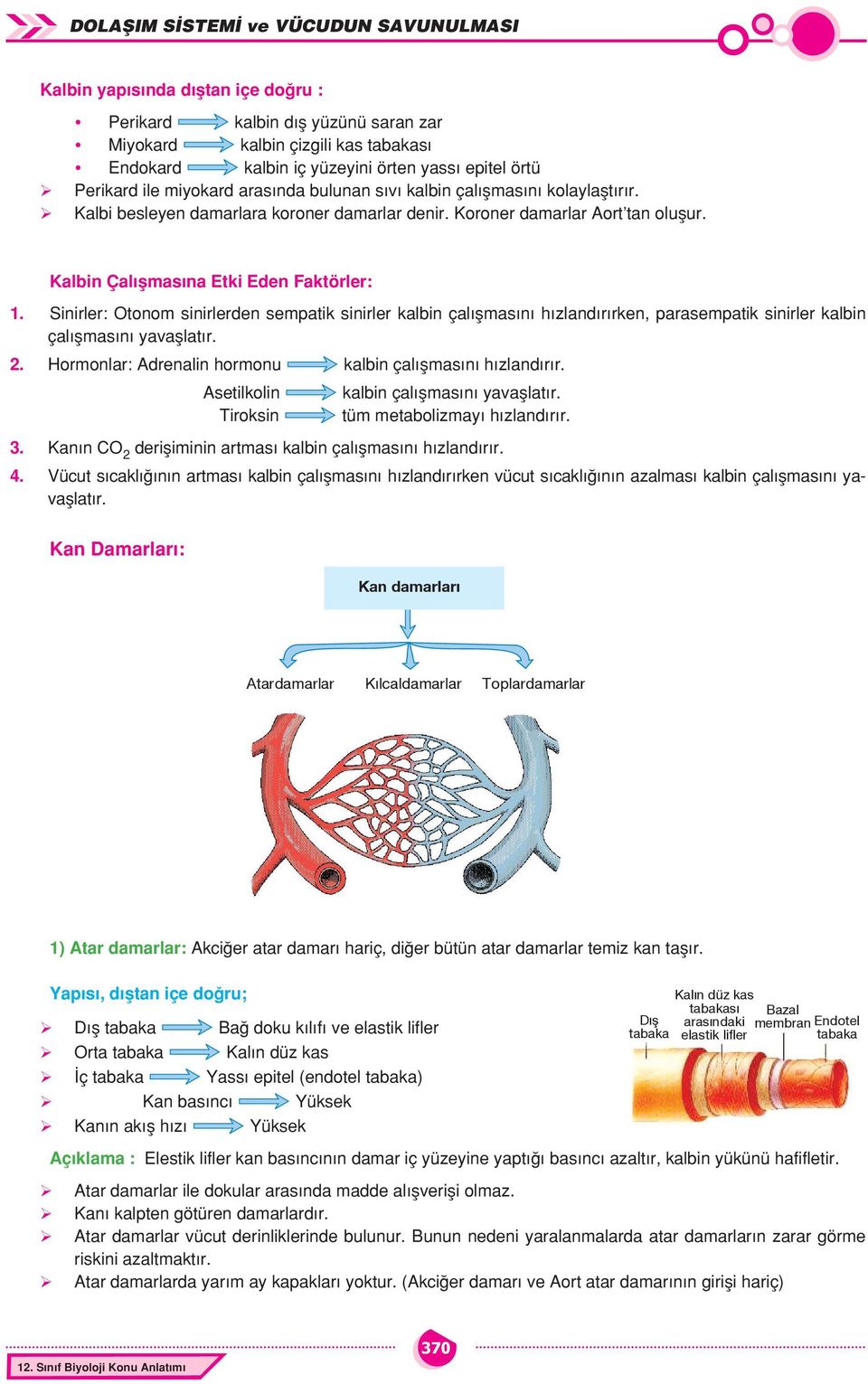 Kalbin Çalışmasına Etki Eden Faktörler: Sinirler: Otonom sinirlerden sempatik sinirler kalbin çalışmasını hızlandırırken, parasempatik sinirler kalbin çalışmasını yavaşlatır. 2.