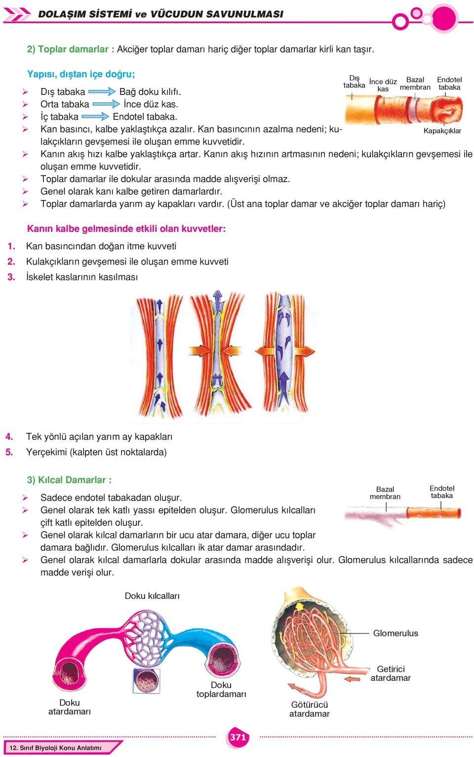 Kanın akış hızı kalbe yaklaştıkça artar. Kanın akış hızının artmasının nedeni; kulakçıkların gevşemesi ile oluşan emme kuvvetidir. Toplar lar ile dokular arasında madde alışverişi olmaz.