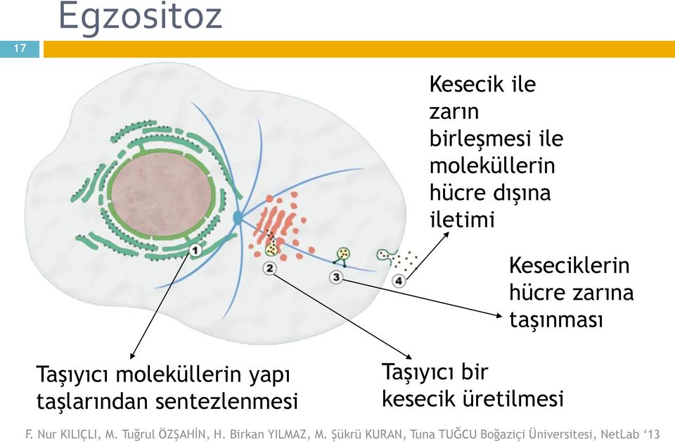 hücre zarına taşınması Taşıyıcı moleküllerin yapı