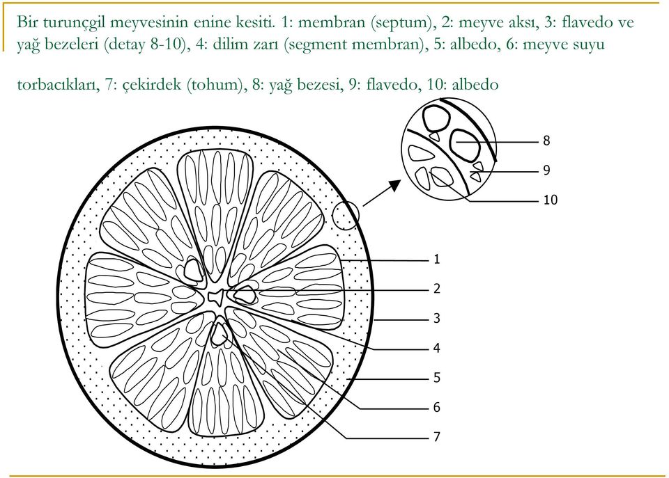 (detay 8-10), 4: dilim zarı (segment membran), 5: albedo, 6: meyve