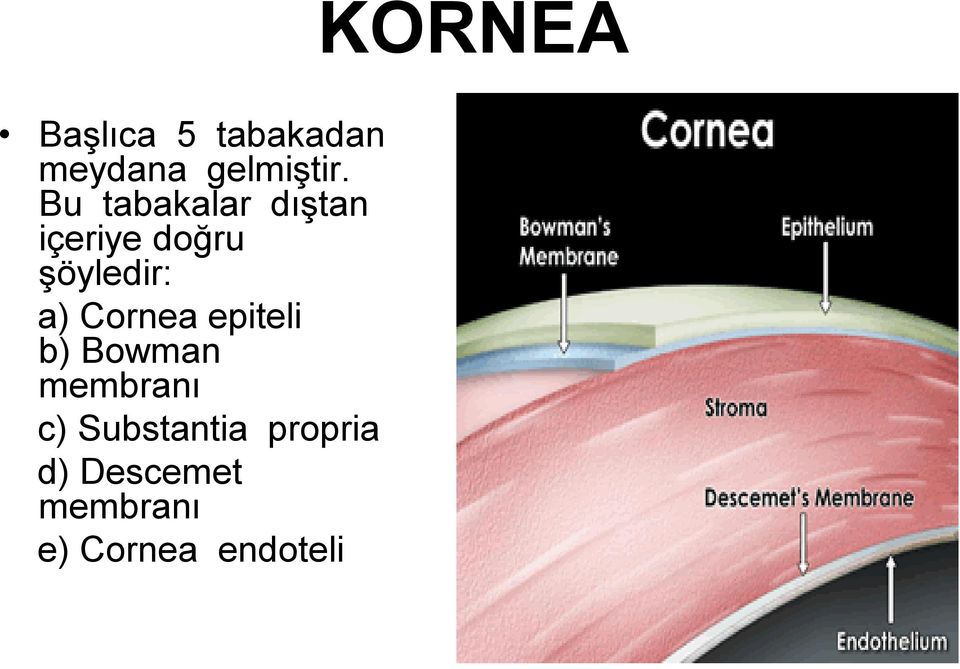 Cornea epiteli b) Bowman membranı c)