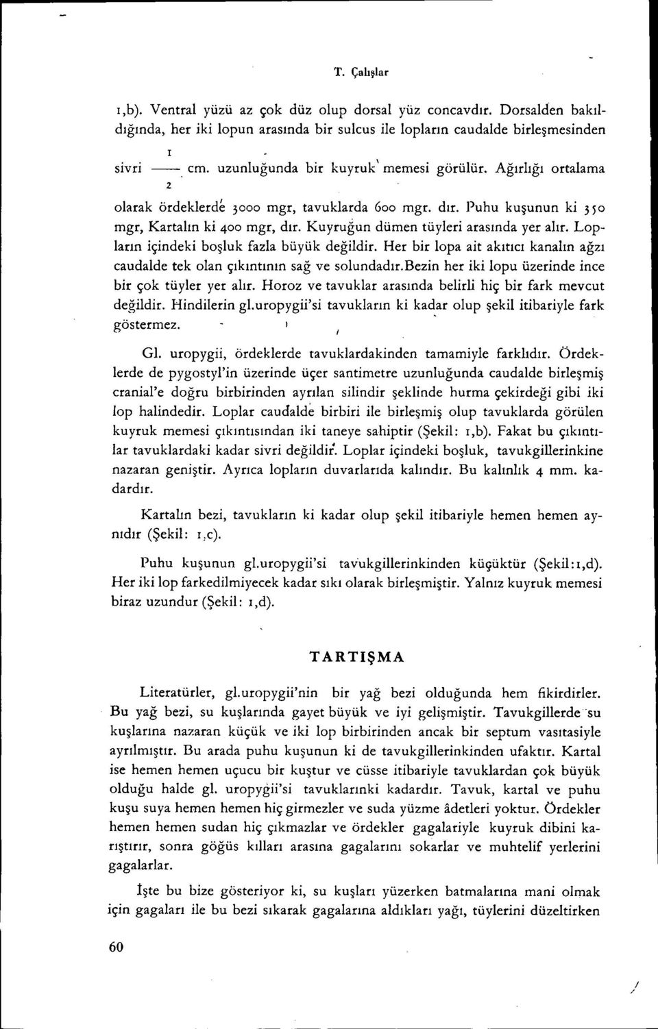 Kuyrugun dümen tüyleri arasında yer alır. Lopların içindeki boşluk fazla büyük değildir. Her bir lopa ait akıtıcı kanalın ağzı caudalde tek olan çıkıntının sağ ve solundadır.