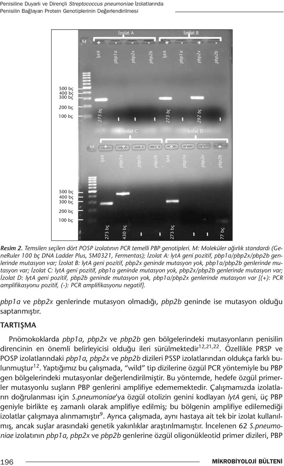 Temsilen seçilen dört POSP izolatının PCR temelli PBP genotipleri.