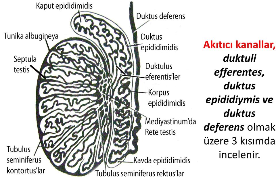 epididiymis ve duktus