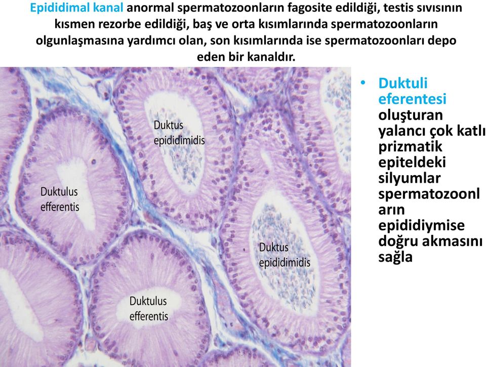 son kısımlarında ise spermatozoonları depo eden bir kanaldır.