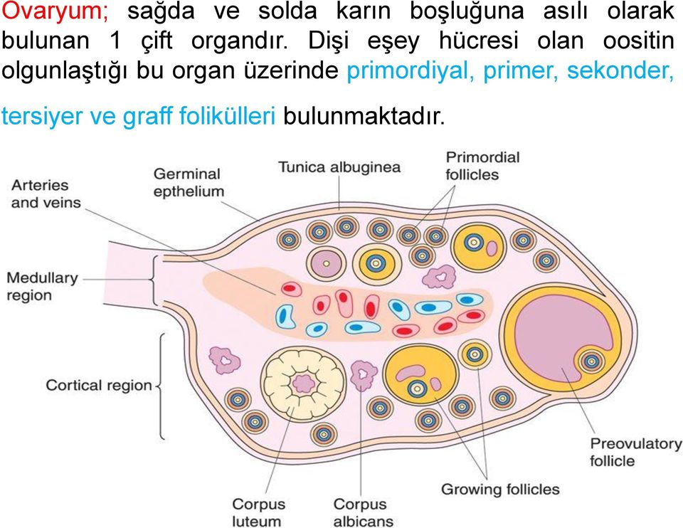 Dişi eşey hücresi olan oositin olgunlaştığı bu organ