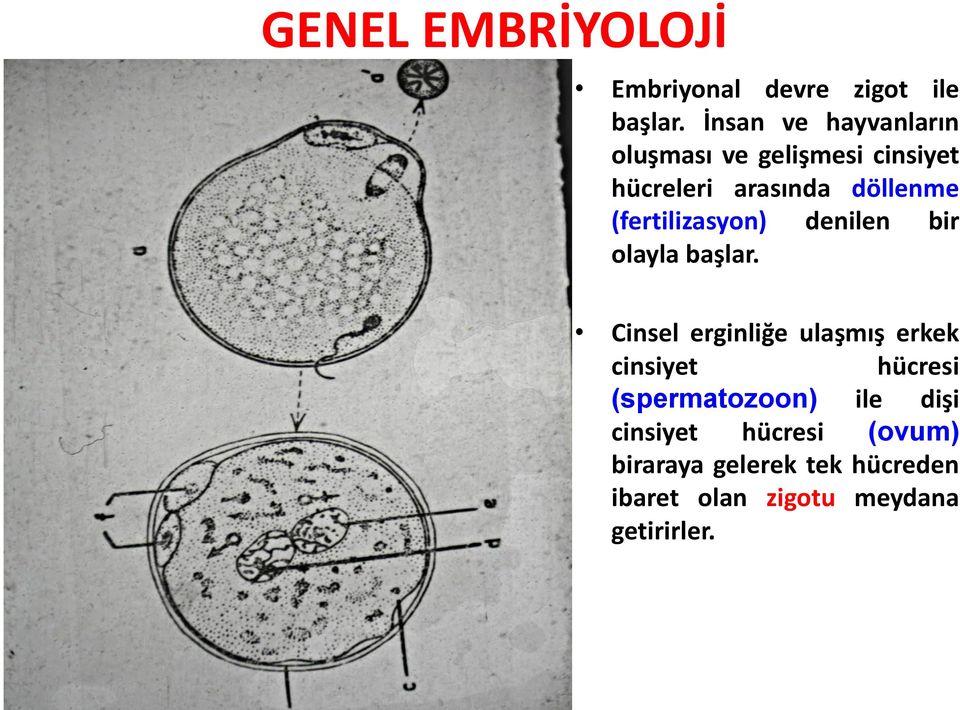 (fertilizasyon) denilen bir olayla başlar.