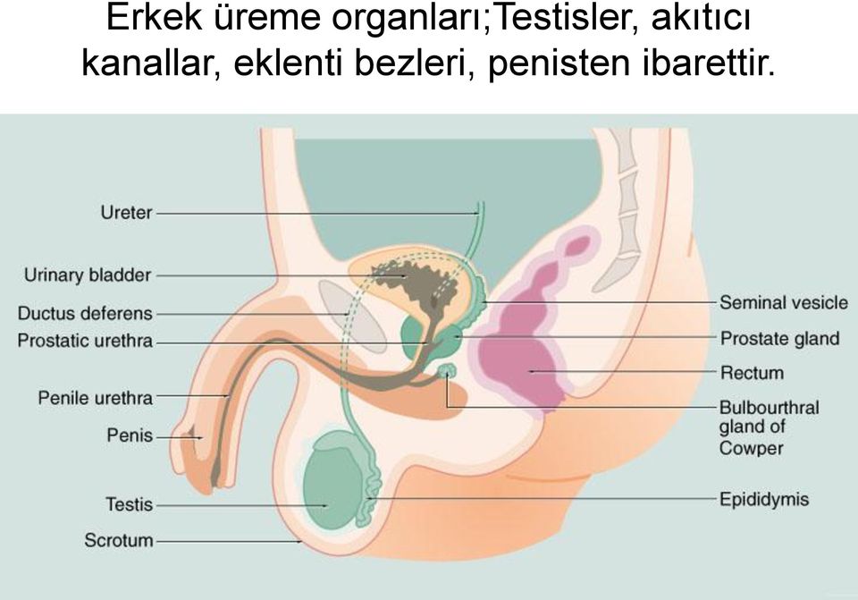 akıtıcı kanallar,